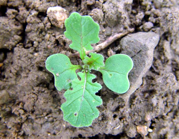 SINARV 3.5.05 011.jpg